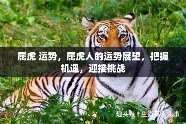 属虎人的运势展望,把握机遇,迎接挑战,迎接美好未来!