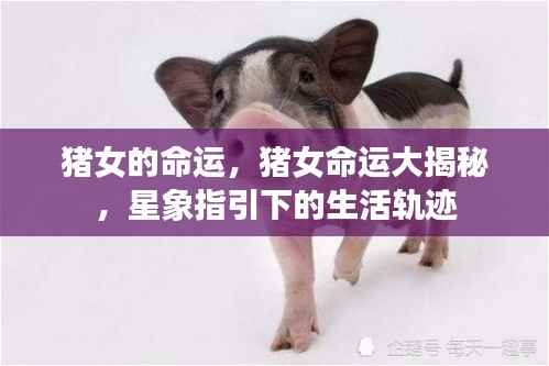 猪女命运探索,星象指引下的生活轨迹