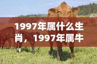 1997年属牛人的运势与生肖运势分析,厚积薄发,稳健前行之路