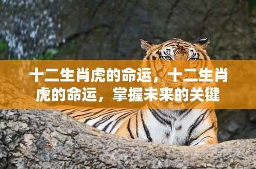 揭秘十二生肖虎的未来命运,掌握命运走向的关键所在