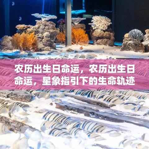 农历出生日命运揭秘,星象指引的生命轨迹探索