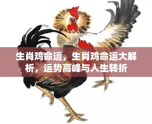 生肖鸡命运深度解析,运势高峰与人生转折点探究
