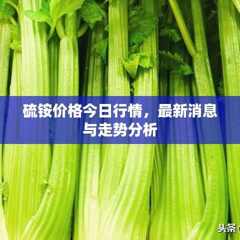 硫铵价格今日行情,最新消息与走势分析